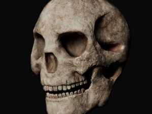 두개골과 세 가지 유형의 뼈 3D 모델