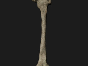 Skull and Three type Bones Modelo 3D