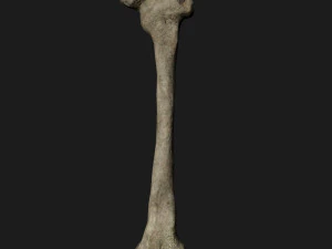 Skull and Three type Bones 3D Model