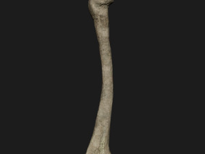Skull and Three type Bones Modelo 3D
