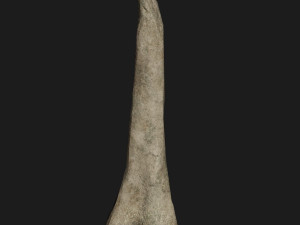 Skull and Three type Bones Modelo 3D