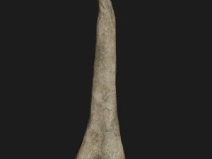 Skull and Three type Bones 3D Model