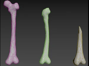 Skull and Three type Bones 3D Model