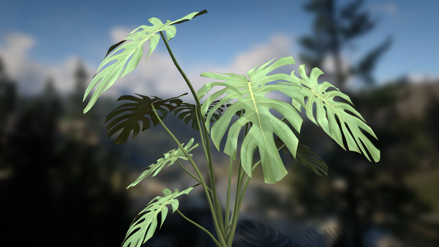 Monstera Deliciosa Swiss Cheese Plant 3D Model .c4d .max .obj .3ds .fbx .stl .blend 