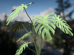 Roślina sera szwajcarskiego Monstera Deliciosa Model 3D