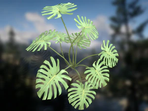 Monstera Deliciosa Swiss Cheese Plant 3D Model