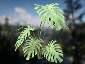 Monstera Deliciosa Swiss Cheese Plant 3Dモデル