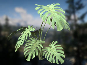 Monstera Deliciosa Swiss Cheese Plant 3D Model