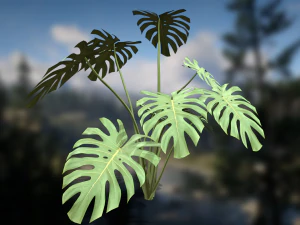 Monstera Deliciosa Swiss Cheese Plant 3D Model