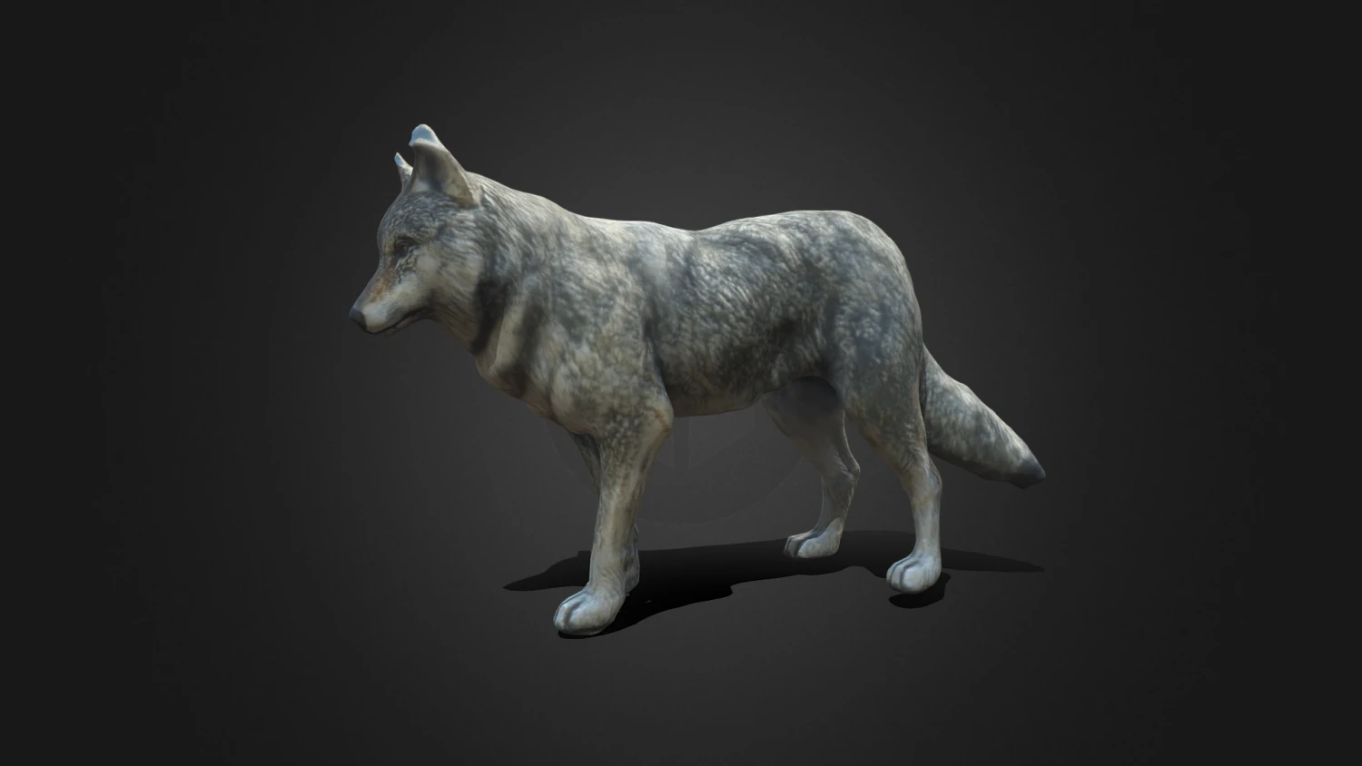 늑대 3D 모델 .c4d .max .obj .3ds .fbx .stl .blend 