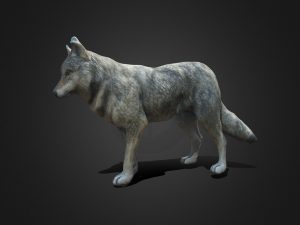Wolf 3D Модель
