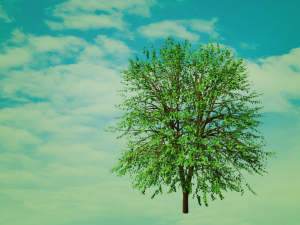 3d tree model 3D Модель