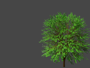 3d tree model 3Dモデル