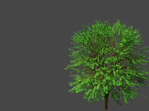 3d tree model 3D Model