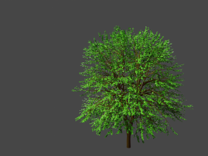3d tree model 3Dモデル