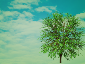 3d tree model 3Dモデル