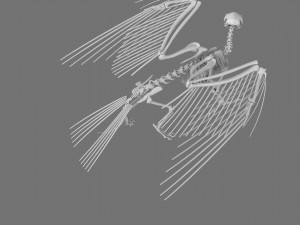 3D GRIFFIN PRINTABLE MODEL Modelo de Impressão 3D
