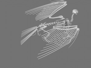 3D GRIFFIN PRINTABLE MODEL Modelo de Impressão 3D