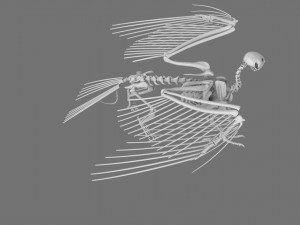 3D GRIFFIN PRINTABLE MODEL Modelo de Impressão 3D