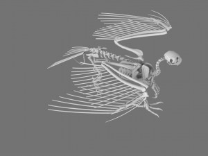 3D GRIFFIN PRINTABLE MODEL Modelo de Impressão 3D
