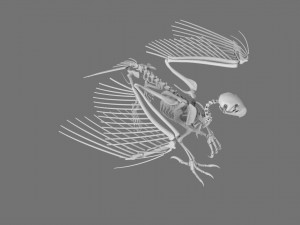 3D GRIFFIN PRINTABLE MODEL Modelo de Impressão 3D