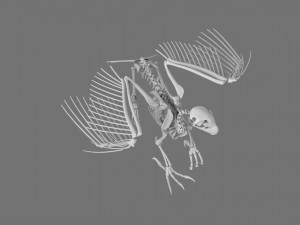 3D GRIFFIN PRINTABLE MODEL Modelo de Impressão 3D
