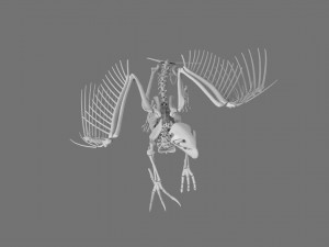 3D GRIFFIN PRINTABLE MODEL Modelo de Impressão 3D