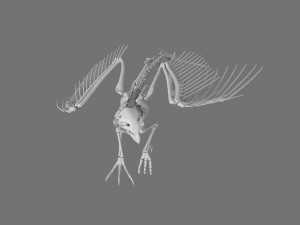 3D GRIFFIN PRINTABLE MODEL Modelo de Impressão 3D