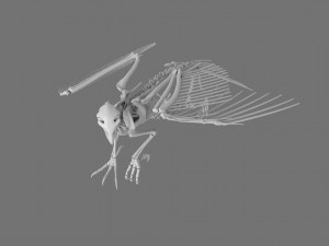 3D GRIFFIN PRINTABLE MODEL Modelo de Impressão 3D