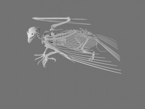 3D GRIFFIN PRINTABLE MODEL Modelo de Impressão 3D