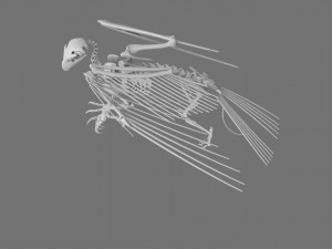 3D GRIFFIN PRINTABLE MODEL Modelo de Impressão 3D