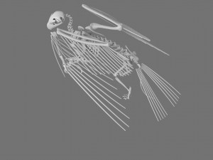 3D GRIFFIN PRINTABLE MODEL Modelo de Impressão 3D