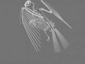 3D GRIFFIN PRINTABLE MODEL Modelo de Impressão 3D