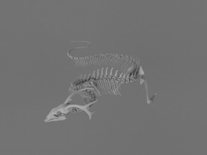 3D DRAGON SKELETON PRINTABLE MODEL Modello di stampa 3D
