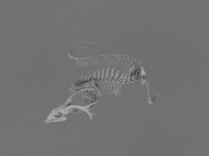 3D DRAGON SKELETON PRINTABLE MODEL 3D Print Model