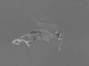 3D DRAGON SKELETON PRINTABLE MODEL Modello di stampa 3D