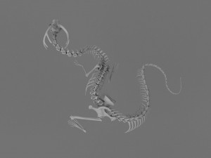 3D DRAGON SKELETON PRINTABLE MODEL Modello di stampa 3D