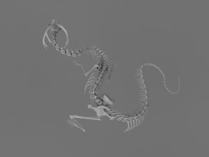 3D DRAGON SKELETON PRINTABLE MODEL 3D Print Model