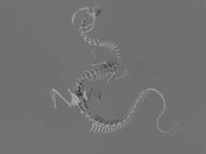 3D DRAGON SKELETON PRINTABLE MODEL 3D Print Model