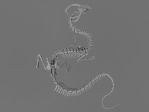 3D DRAGON SKELETON PRINTABLE MODEL 3D Print Model
