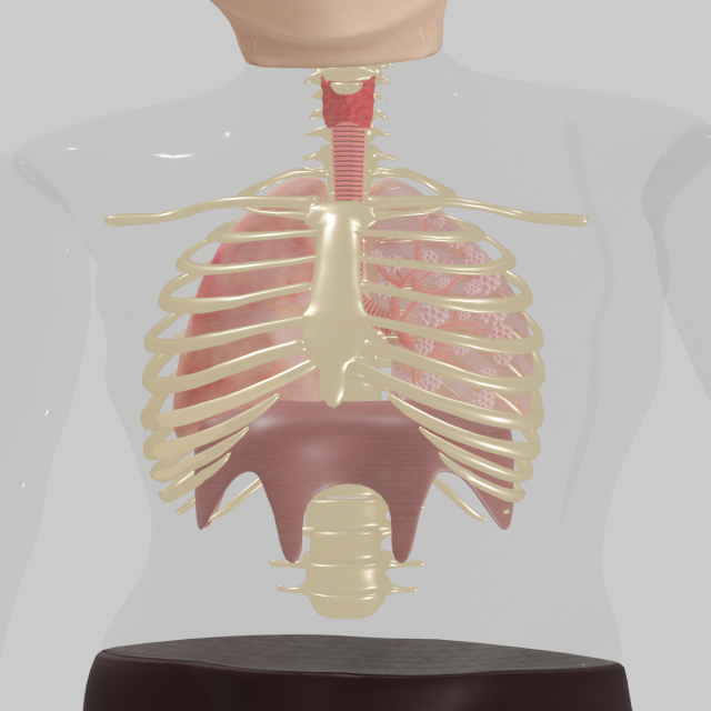Lungs Modèle 3D .c4d .max .obj .3ds .fbx .stl .blend 