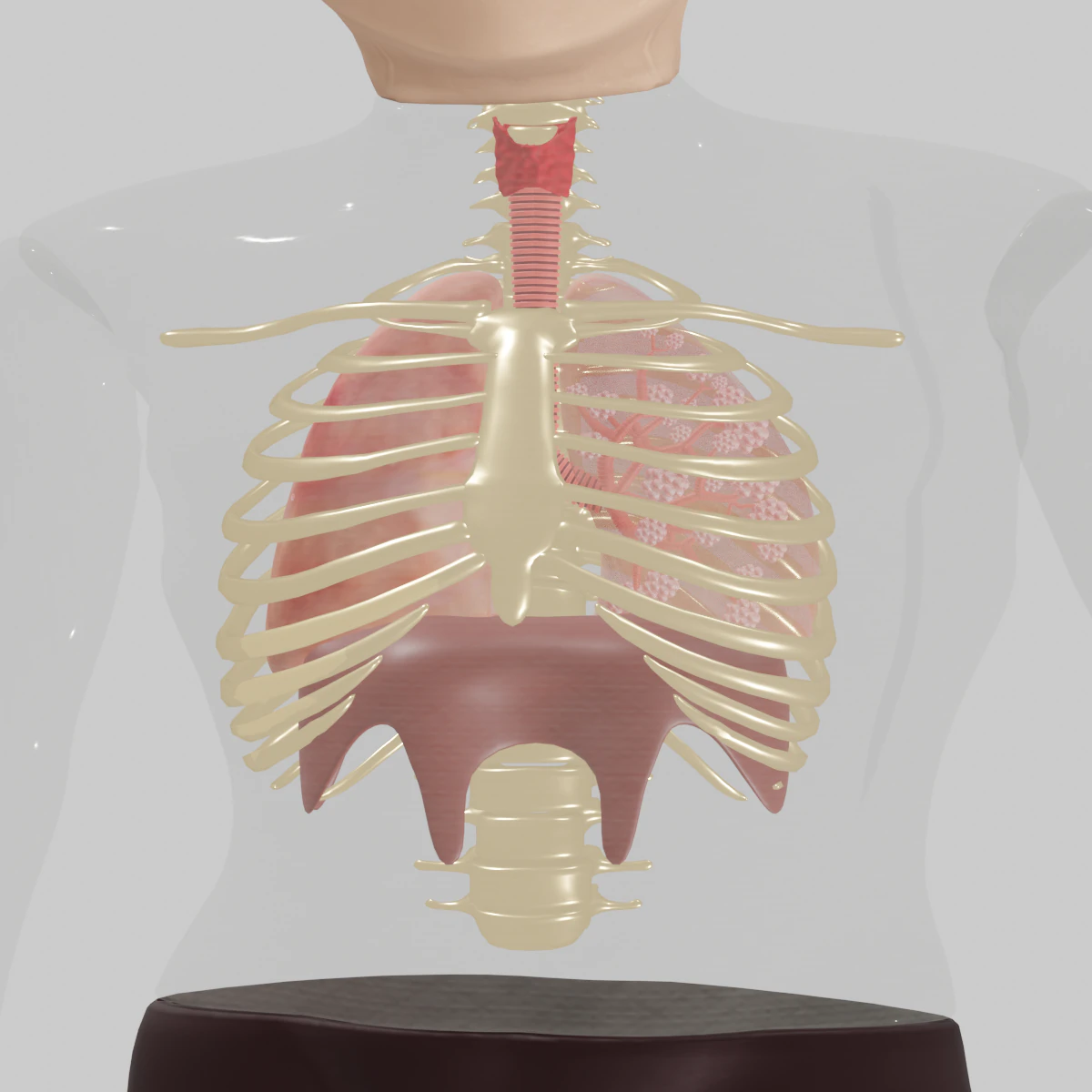 Lungs 3D Model .c4d .max .obj .3ds .fbx .stl .blend 