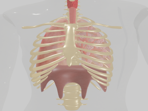 Lungs 3D Model