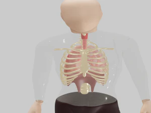Lungs 3D Model