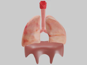 Lungs 3D Model