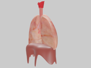 Lungs Modèle 3D