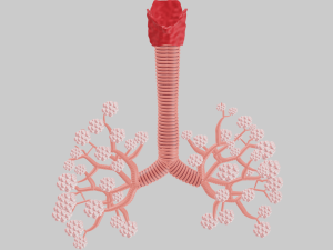 Lungs Modèle 3D