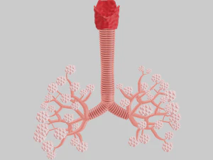 Lungs 3D Model