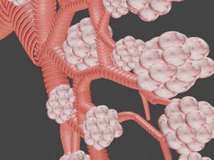 Lungs 3D Model