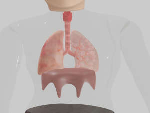 Lungs Modèle 3D
